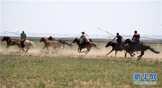 蒙古马逐渐回归中国蒙古族牧民生活 (2).jpg