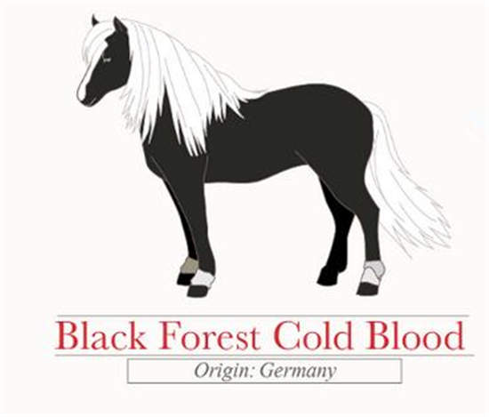 选美大赛:盘点世界上最美的45种马 (18).jpg