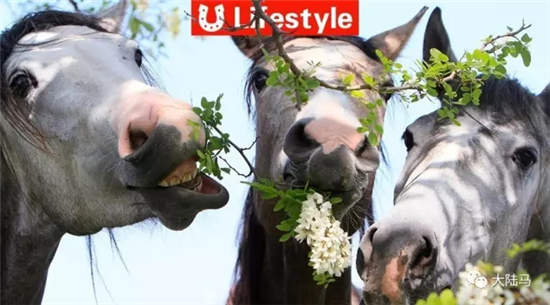 你知道这五种常见植物,可致马匹丧命吗?.webp.jpg