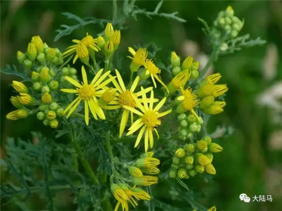 你知道这五种常见植物,可致马匹丧命吗?.webp (1).jpg