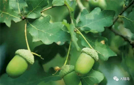 你知道这五种常见植物,可致马匹丧命吗?.webp (3).jpg