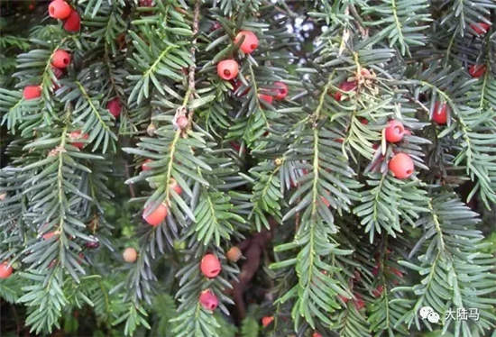 你知道这五种常见植物,可致马匹丧命吗?.webp (5).jpg