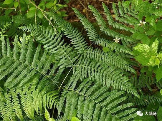 你知道这五种常见植物,可致马匹丧命吗?.webp (6).jpg