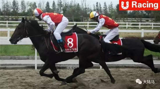 扬州国际赛马场携手莱德马业
：10月1日起扬州市民每周都可看赛马