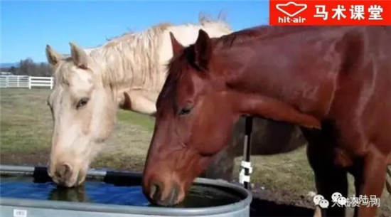 年龄增长、病痛增加？高龄马的喂养应注意这些细节