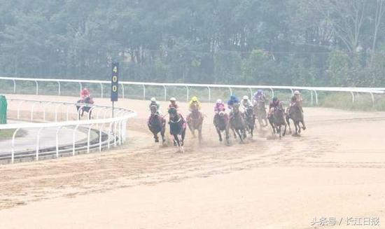 2017全国速度赛马锦标赛82匹进决赛 头马奖3万