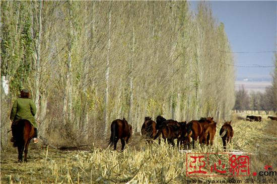 新疆裕民县马产业逐渐兴起