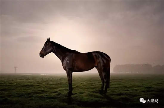 奖金近8000万!“云丝仙子”三夺觉士盾,距“鱼子精华”25连胜只差3场.webp (5).jpg