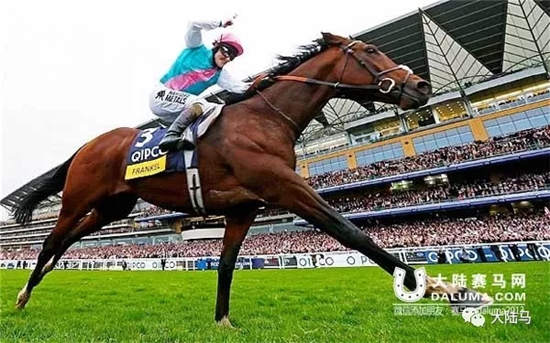 马王“范高尔”子嗣再传捷报:Elarqam皇家阿斯科特首秀夺冠.webp (3).jpg