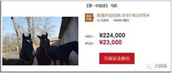 两人合伙开马术俱乐部闹掰
：法院网上公开拍卖11匹马估价28万