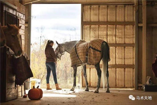 特别注意
！购买第一匹马时一定要避免的十大误区