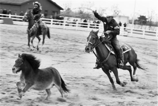 欣赏马术表演！南京八卦洲马术基地向游客开放