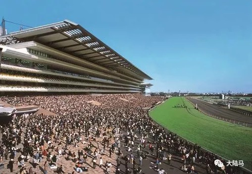 日本最高荣誉赛马盛事“日本杯”周日开战:4匹外国赛驹挑战日本赛驹霸主地位 大陆赛马网2.jpg