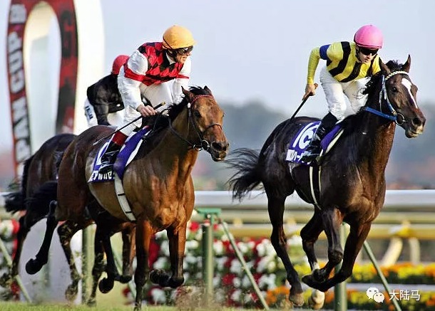 日本最高荣誉赛马盛事“日本杯”周日开战:4匹外国赛驹挑战日本赛驹霸主地位 大陆赛马网3.jpg