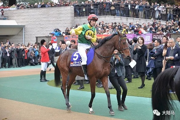 日本最高荣誉赛马盛事“日本杯”周日开战:4匹外国赛驹挑战日本赛驹霸主地位 大陆赛马网4.jpg