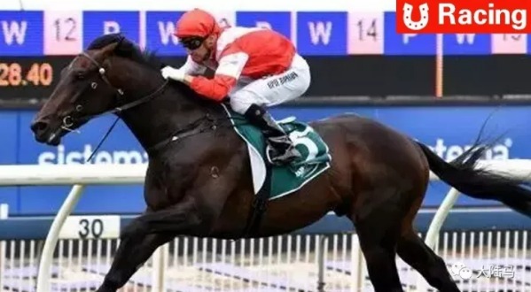 莱德马业旗下赛马“蒙古传奇”新西兰豪取第五冠 大陆赛马网.jpg