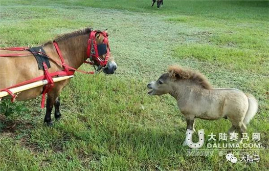shammy和它“讨厌”的马,别看我小,我很凶的哦,哇嗷-大陆赛马网.jpg