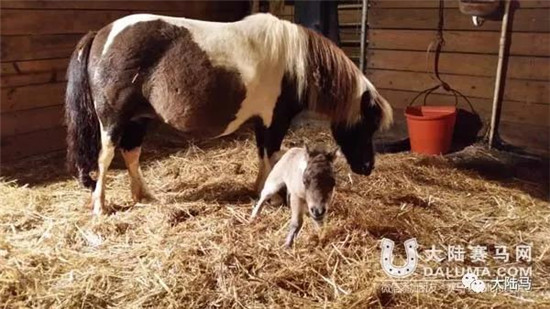 生下来第三天的shammy在妈妈身边蹒跚学步2-大陆赛马网.jpg