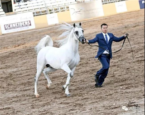 此次由皇朝阿拉伯马房带队的中国马主代表团共派出5匹骏马-大陆赛马网.jpg