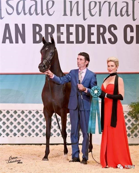 中国黑龙江的马主姜先生的三岁母马“梵高之星”在第三日的International Classic母马比赛中取得三岁母马组的第三名。-大陆赛马网.jpg
