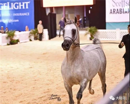 中国黑龙江的马主姜先生的两岁公马“达摩”在第四日的International Classic公马比赛中取得两岁公马组的亚军。-大陆赛马网.jpg