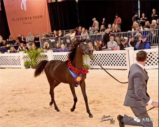 “萨菲尔”在第五日的埃系母马总决赛比赛中取得青年母马全场总冠军-大陆赛马网.jpg