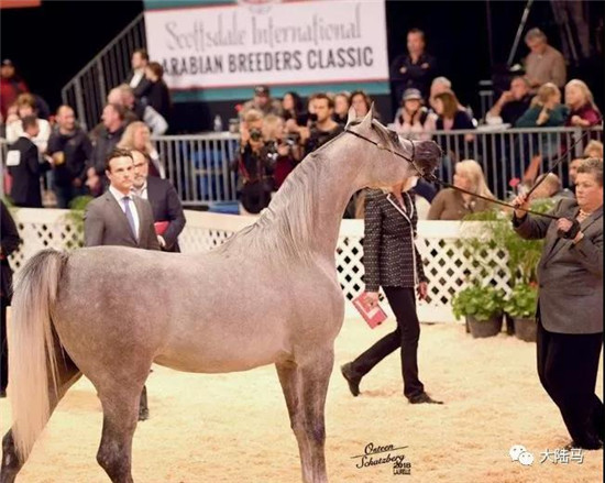 两岁公马“达摩”在第五日的International Classic公马总决赛中取得青年公马的全程总亚军-大陆赛马网.jpg