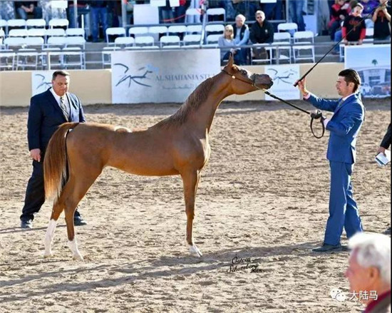 中国北京马主刘女士的一岁母马“曼苏拉”在第8日的Classic Open母马比赛中取得一岁母组的第五名-大陆赛马网.jpg