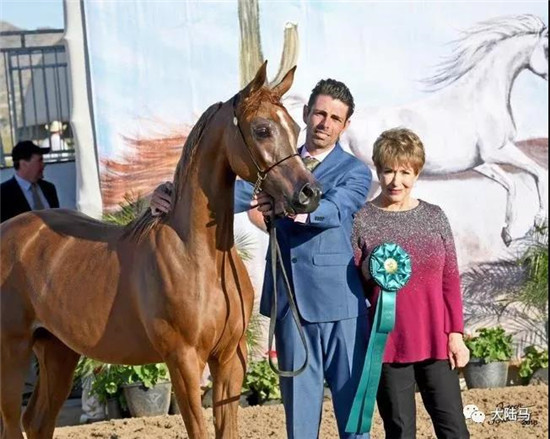 “曼苏拉”在第8日的Classic Open母马比赛中取得一岁母组的第五名-大陆赛马网.jpg