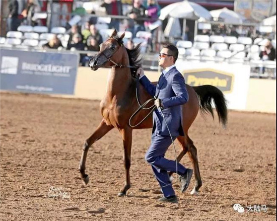 皇朝马房领军人徐公子为美国著名的“瑞登阿拉伯马场”展示一岁母马“哈维拉”-大陆赛马网.jpg
