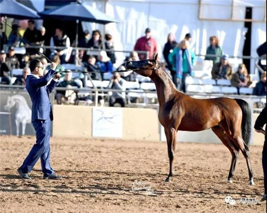 皇朝马房领军人徐公子为美国著名的“瑞登阿拉伯马场”展示一岁母马“哈维拉”2-大陆赛马网.jpg