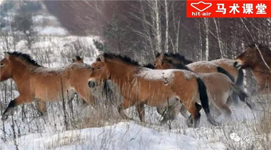 最新研究结果�：世界上的野马已经灭绝