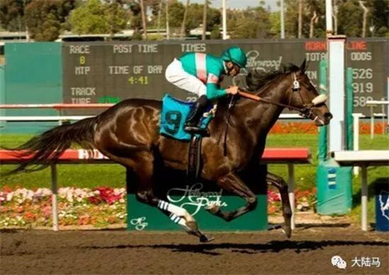 没有悬念!世界第一赛马女王“云丝仙子”迎来24连胜 大陆马 大陆赛马网 (7).jpg
