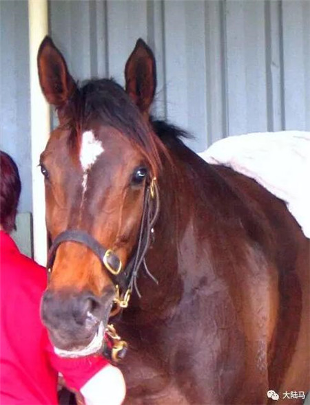 没有悬念!世界第一赛马女王“云丝仙子”迎来24连胜 大陆马 大陆赛马网 (9).jpg