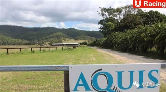 Aquis雅士牧场,五连胜,赛马,日光,350万澳币,金拖鞋 大陆马 大陆赛马网 (13).jpg