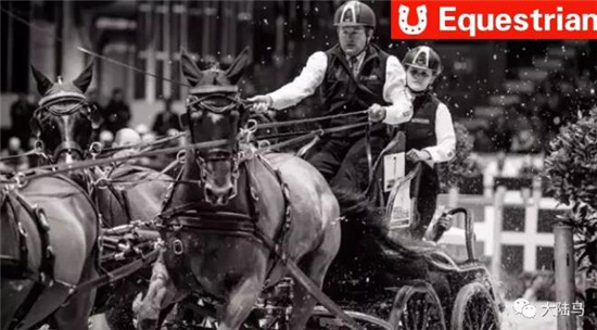 可别小瞧驾马车的!这可是国际马联马术世界杯的参赛项目 大陆马 大陆赛马网 (6).jpg