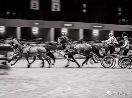 可别小瞧驾马车的!这可是国际马联马术世界杯的参赛项目 大陆马 大陆赛马网 (2).jpg