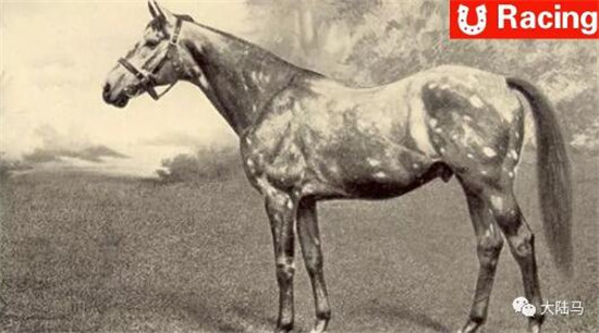 灰色斑点马长期被认为是劣质马,直到20世纪伟大赛马“领主”的出现 大陆马 大陆赛马网 (1).jpg