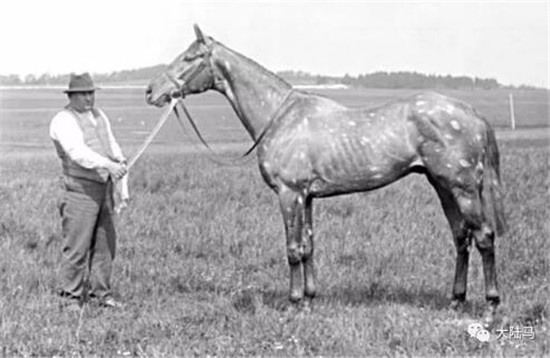 灰色斑点马长期被认为是劣质马,直到20世纪伟大赛马“领主”的出现 大陆马 大陆赛马网 (2).jpg