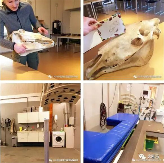 看完五星级荷兰马术大师赛的路线图,你会像冠军这么跳jump off么?大陆赛马网 (10).jpg