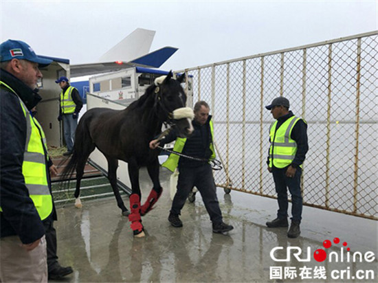 迈丹赛马经典赛即将开幕 阿联酋44匹纯血马抵达四川成都