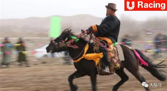 只用同侧对蹄步法行走的马走俏甘肃天祝市场，还助力牧民脱贫！