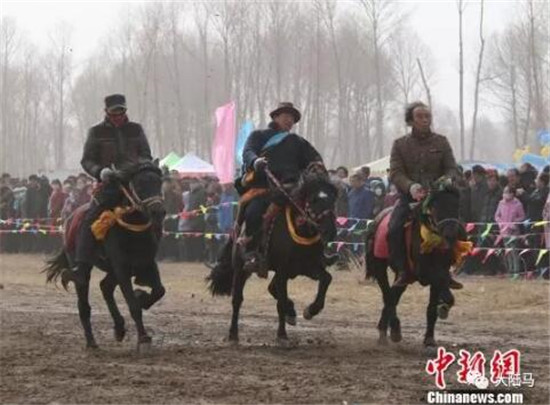 只用同侧对蹄步法行走的马走俏甘肃天祝市场,还助力牧民脱贫!大陆马 (2).jpg