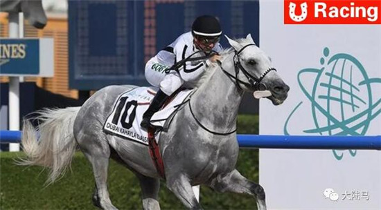 为了获胜,舌头先撞线?!阿拉伯马在速度赛中可够聪明的 大陆马 (1).jpg