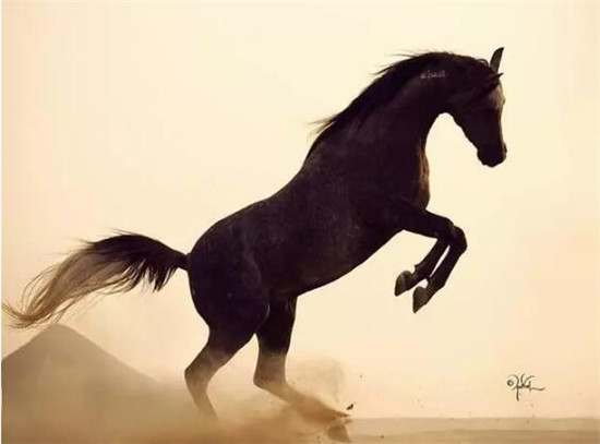 为了获胜,舌头先撞线?!阿拉伯马在速度赛中可够聪明的 大陆马 (7).jpg