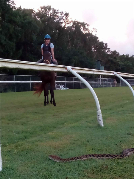 澳洲赛马场惊现巨蛇吓坏骑师 以为地面出现了裂缝 大陆马 (2).jpg