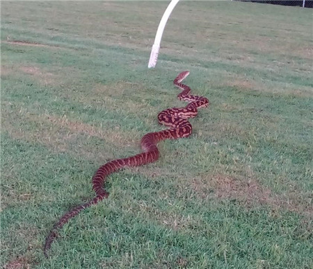 澳洲赛马场惊现巨蛇吓坏骑师 以为地面出现了裂缝 大陆马 (1).jpg