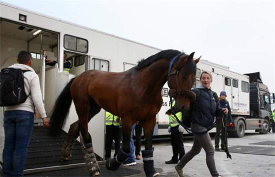 32018上海马术冠军赛倒计时 首批赛马抵沪.jpg