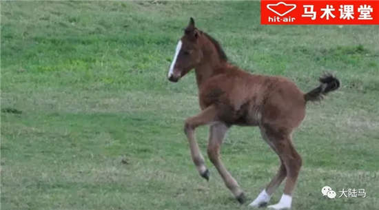 几岁的种公马更能繁育出优秀赛驹？研究表明越年轻越好
！