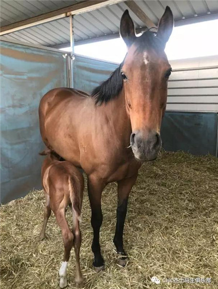 鄂尔多斯终于有自己繁育的纯血马啦!四匹“伽利略”后代顺利降生3.jpg